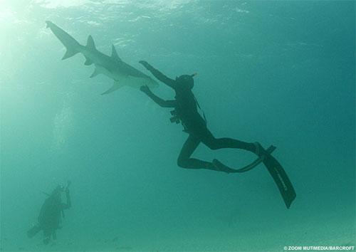 Необычное хобби: пятьдесят  лет  в обществе акул