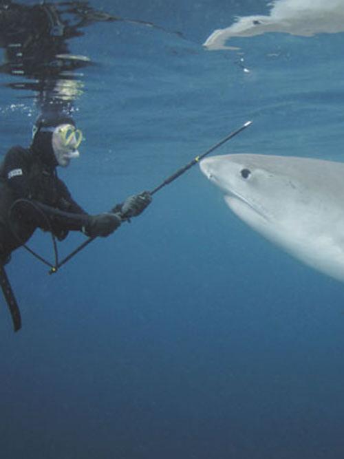 Необычное хобби: пятьдесят  лет  в обществе акул