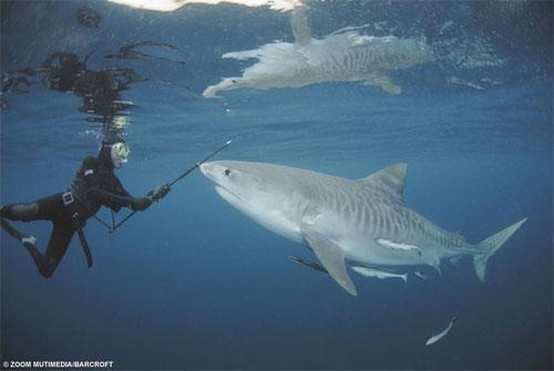Необычное хобби: пятьдесят  лет  в обществе акул