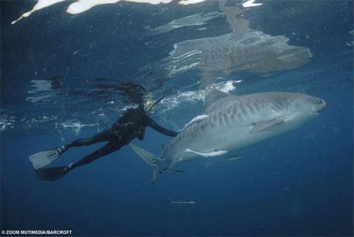 Необычное хобби: пятьдесят  лет  в обществе акул