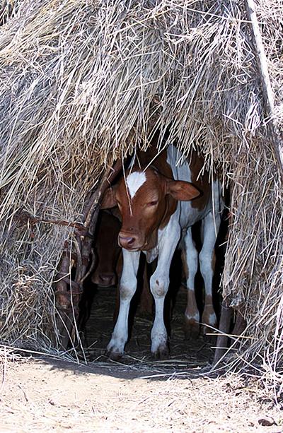 Топ-модели племени Мурси шокируют своим видом