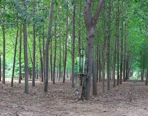 Человек-невидимка родом из Китая