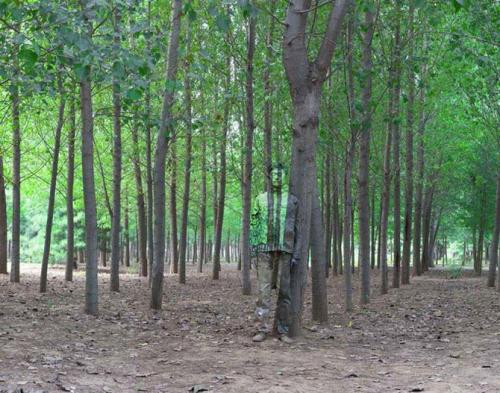 Человек-невидимка родом из Китая