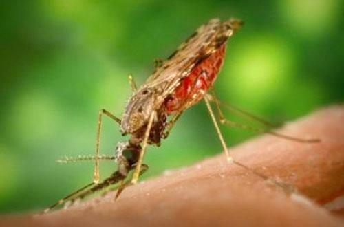 Есть предположение, что люди болеют малярией уже в течение 50 000 лет. Считается, что родиной малярии является Западная и Центральная Африка. Древнейшие найденные окаменелости комаров с остатками малярийных паразитов имеют возраст 30 миллионов лет…
 