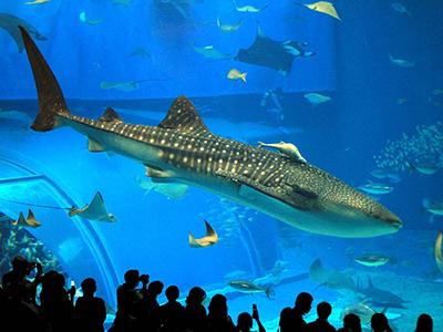 Китовая акула — самая большая рыба в мире