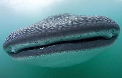 Китовая акула — самая большая рыба в мире