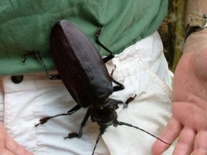 Самые большие насекомые планеты