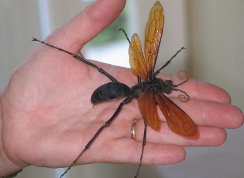Самые большие насекомые планеты