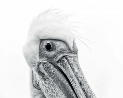 25 лучших фотографий птиц с конкурса Bird Photographer of the Year 2017