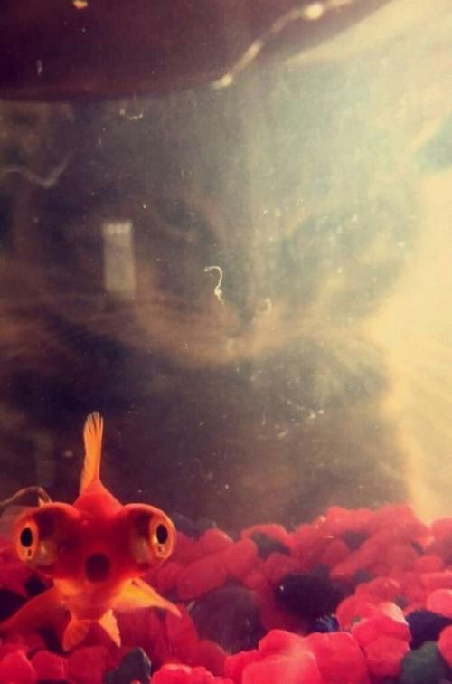 20 забавных фотографий, вся прелесть которых расположена на заднем плане