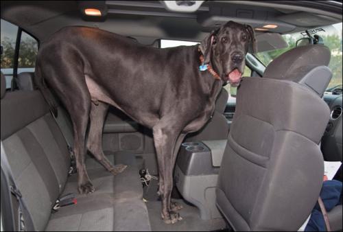 Собака-гигант из Аризоны станет самой высокой в мире