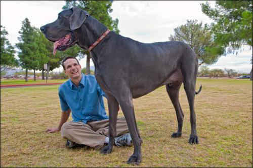 Собака-гигант из Аризоны станет самой высокой в мире