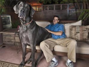 Собака-гигант из Аризоны станет самой высокой в мире