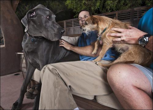 Собака-гигант из Аризоны станет самой высокой в мире