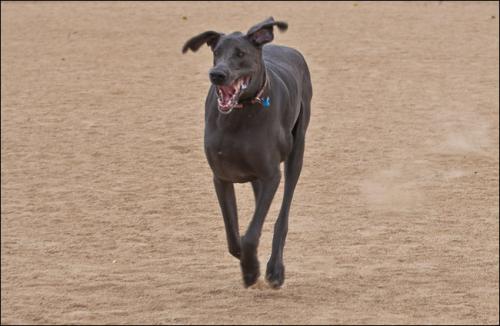 Собака-гигант из Аризоны станет самой высокой в мире