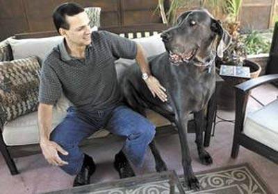 Собака-гигант из Аризоны станет самой высокой в мире