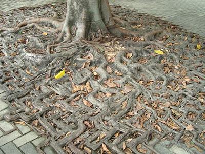 Снимки, которые облетели весь мир и стали хитами в 2012 году