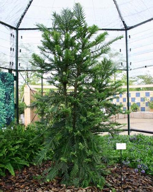 Самые странные растения в мире