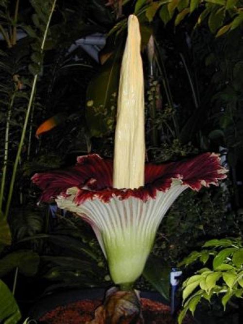 Самые странные растения в мире