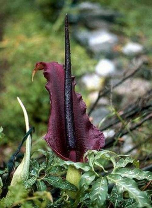 Самые странные растения в мире