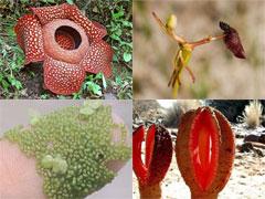 Самые странные растения в мире