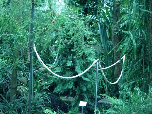 Самые странные растения в мире