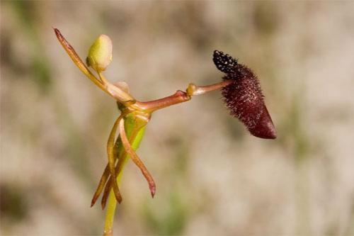 Самые странные растения в мире