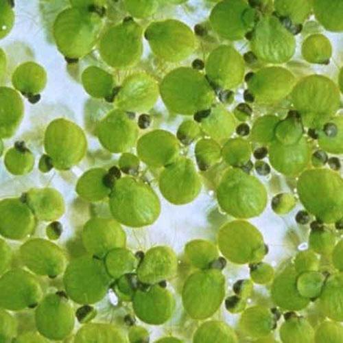 Самые странные растения в мире