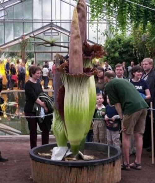 Самые странные растения в мире
