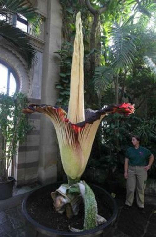 Самые странные растения в мире