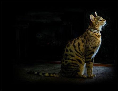 Мечты коллекционеров: самые редкие в мире вещи