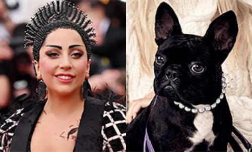 Звездные питомцы, которые живут роскошнее, чем многие из нас