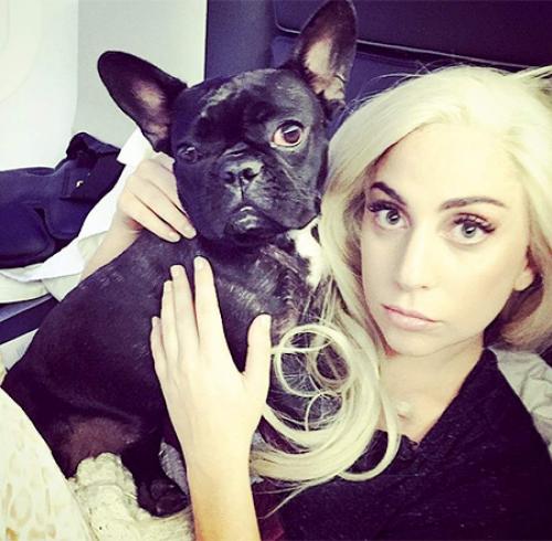 Звездные питомцы, которые живут роскошнее, чем многие из нас