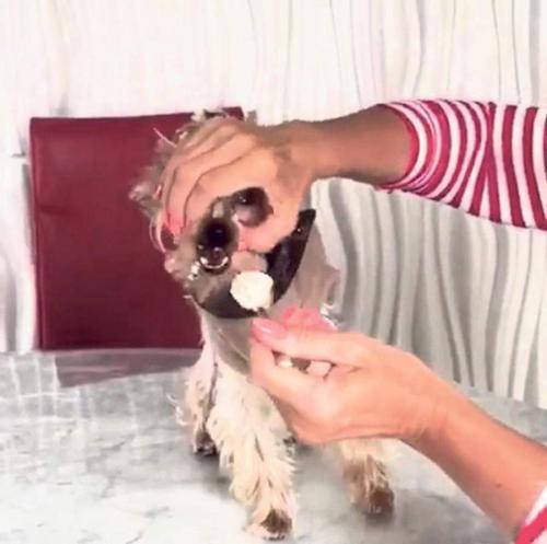 Звездные питомцы, которые живут роскошнее, чем многие из нас