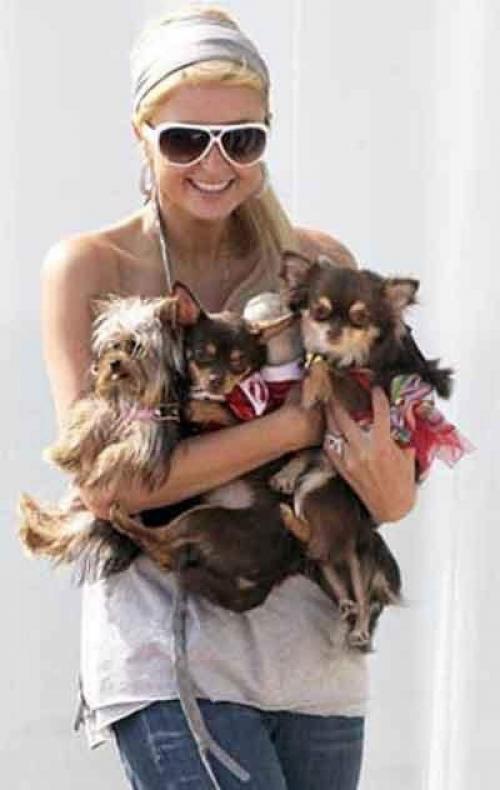 Звездные питомцы, которые живут роскошнее, чем многие из нас