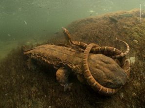 В Англии выбраны лучшие фотографии дикой природы