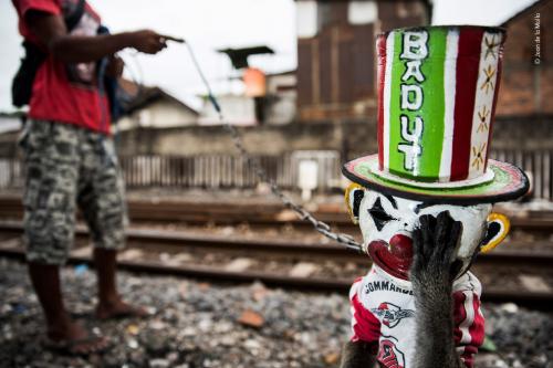 В Англии выбраны лучшие фотографии дикой природы