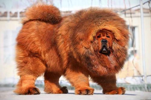 Животные, которые стоят баснословных денег