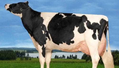 Животные, которые стоят баснословных денег