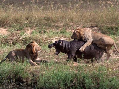 Жестокая природа: гиппопотам против львов