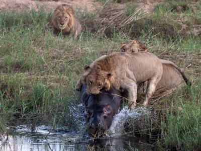 Жестокая природа: гиппопотам против львов