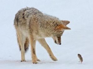 Отважная полёвка сразилась с койотом