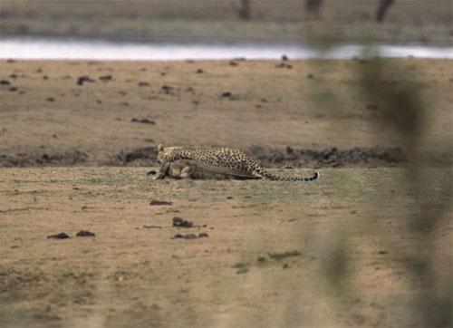 Битва титанов: леопард против крокодила