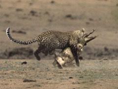 Битва титанов: леопард против крокодила