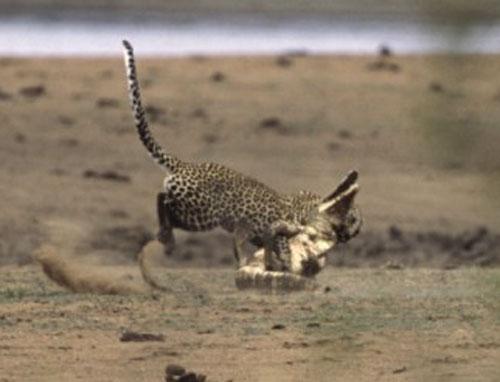 Битва титанов: леопард против крокодила