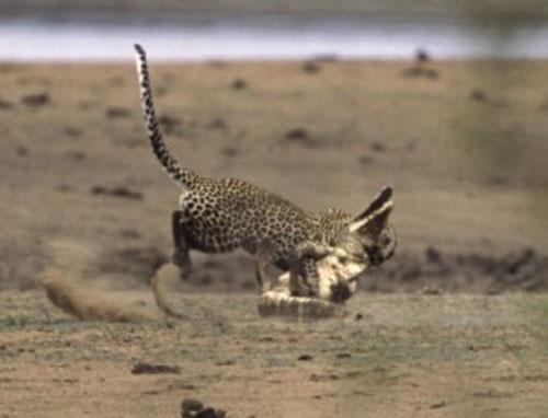 Битва титанов: леопард против крокодила