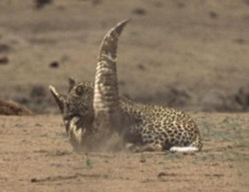 Битва титанов: леопард против крокодила