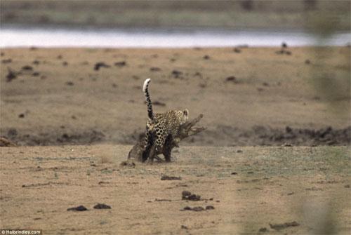 Битва титанов: леопард против крокодила