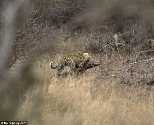 Битва титанов: леопард против крокодила