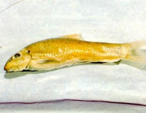 Ванна с рыбами-«людоедами» лечит и омолаживает